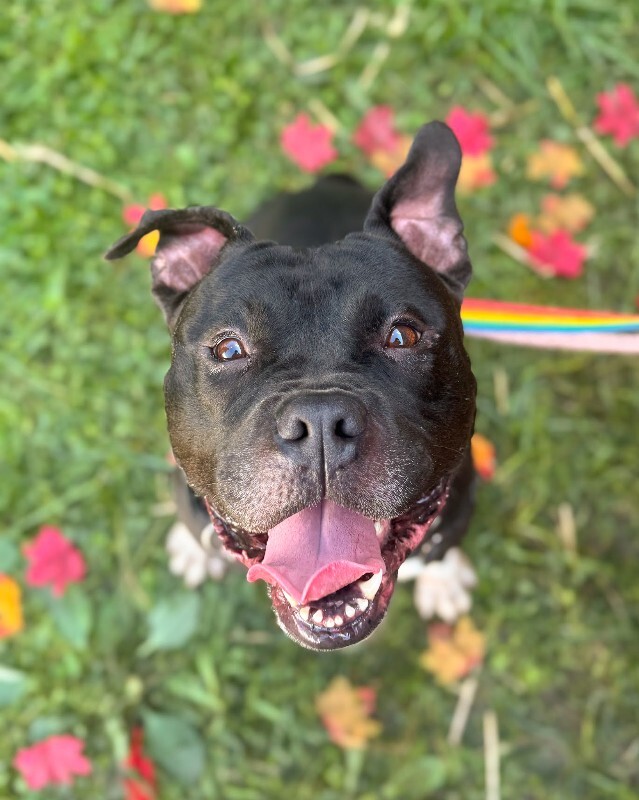 View Shamu the Dog Photo #2