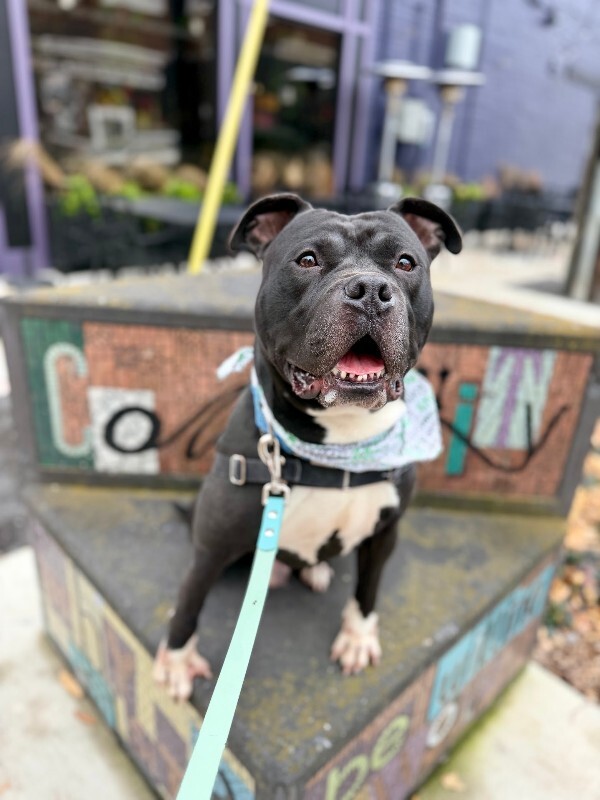 View Shamu the Dog Photo #4