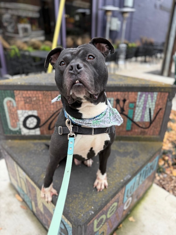 View Shamu the Dog Photo #12