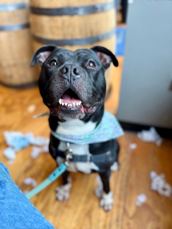 View Shamu the Dog Photo #8