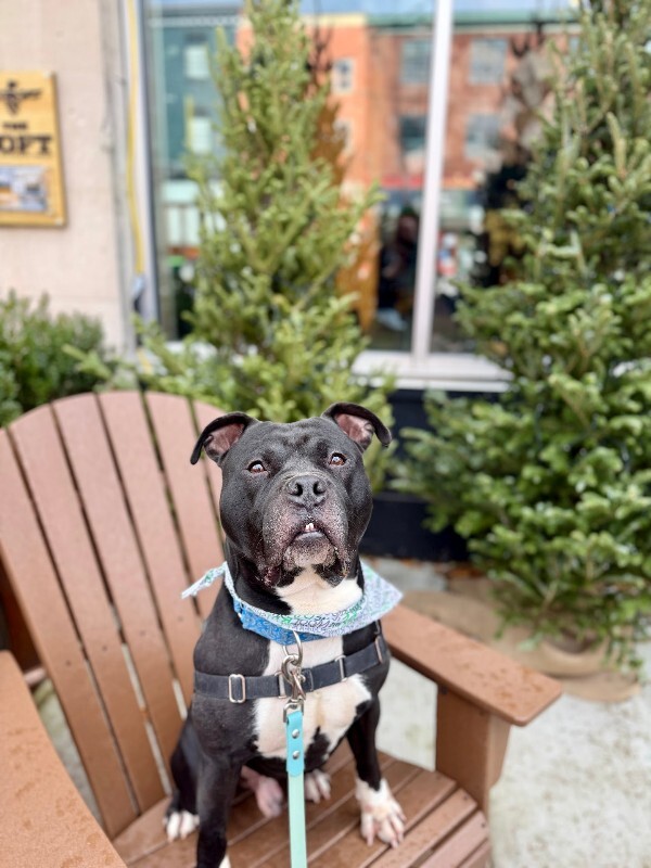 View Shamu the Dog Photo #15