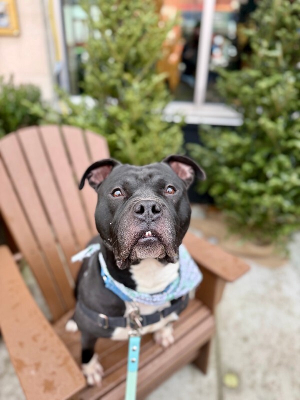 View Shamu the Dog Photo #5