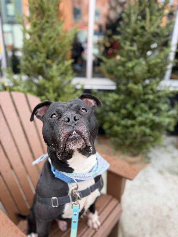 View Shamu the Dog Photo #7