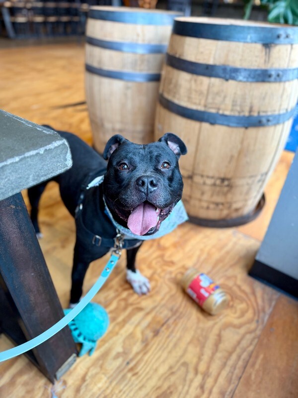 View Shamu the Dog Photo #14