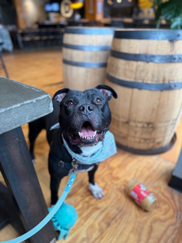 View Shamu the Dog Photo #13