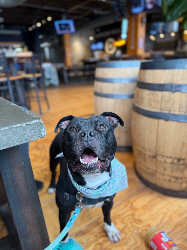 View Shamu the Dog Photo #18