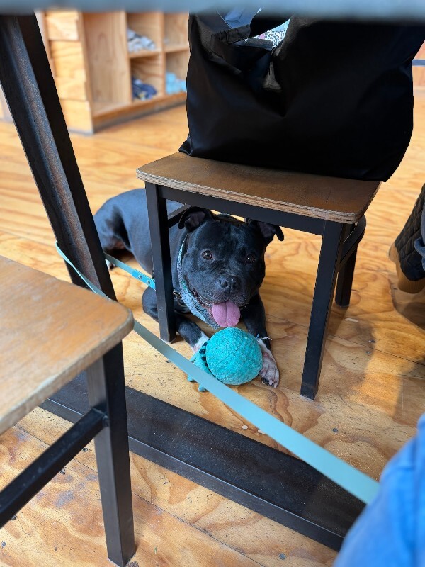 View Shamu the Dog Photo #17