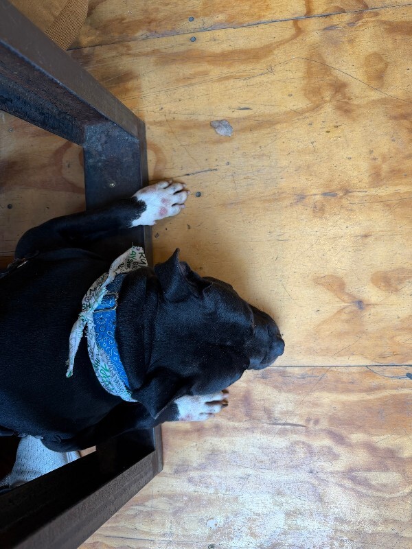 View Shamu the Dog Photo #18