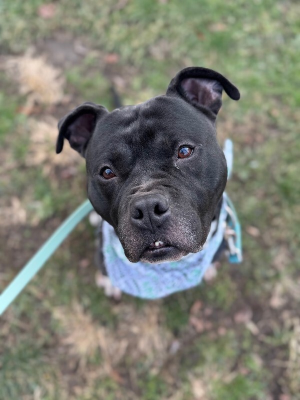 View Shamu the Dog Photo #6