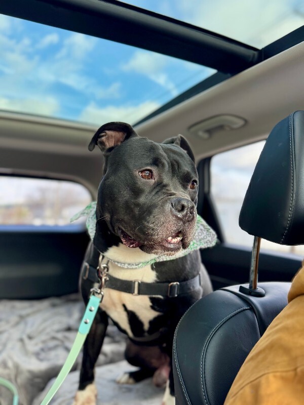 View Shamu the Dog Photo #11