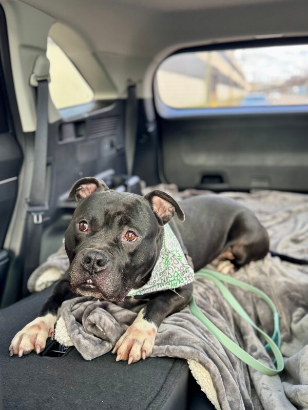 View Shamu the Dog Photo #17