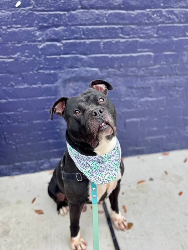 View Shamu the Dog Photo #12