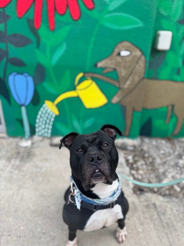 View Shamu the Dog Photo #9