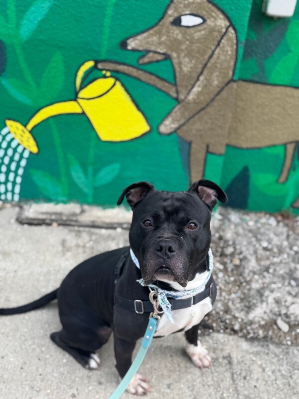 View Shamu the Dog Photo #16