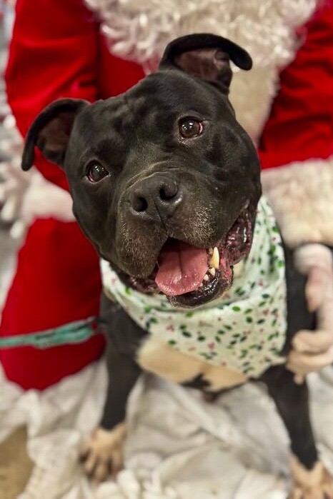 View Shamu the Dog Photo #3