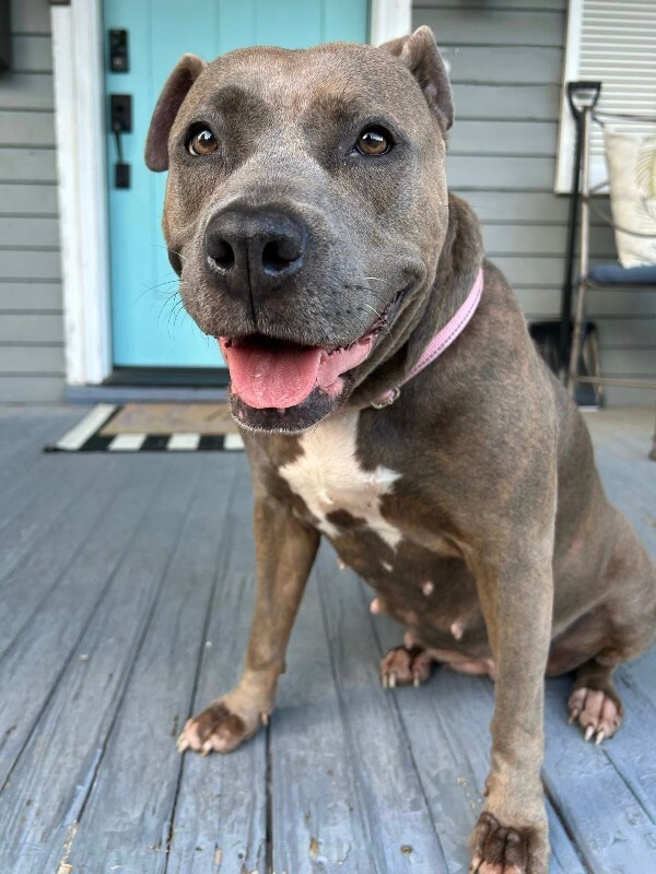 View Lizzy the Dog Photo #5