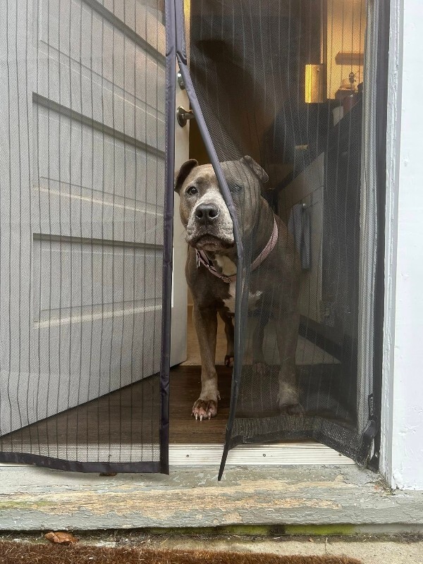 View Lizzy the Dog Photo #14