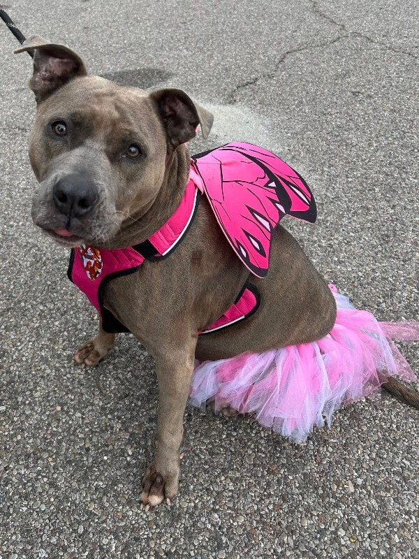 View Lizzy the Dog Photo #16