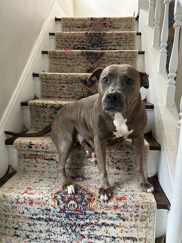 View Lizzy the Dog Photo #13