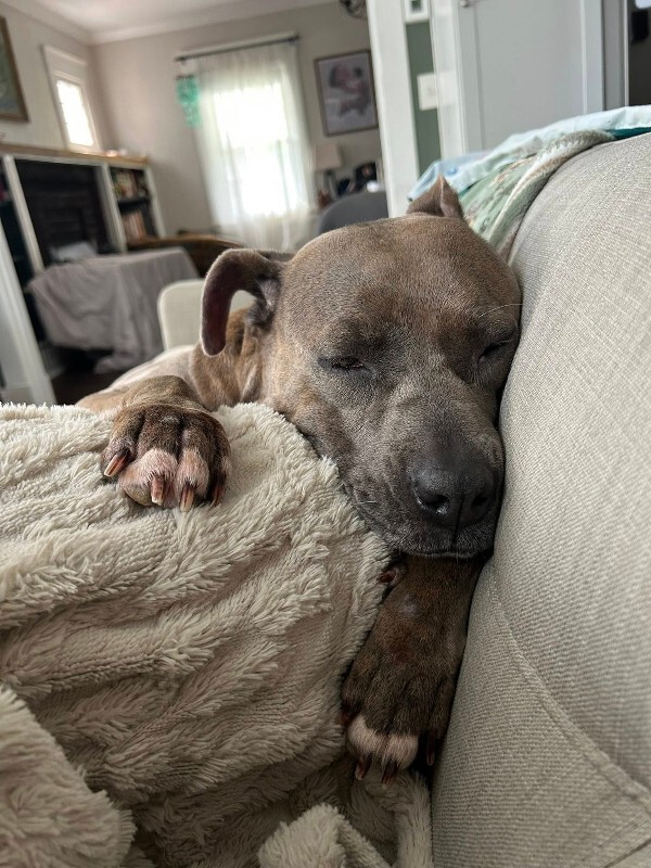 View Lizzy the Dog Photo #6