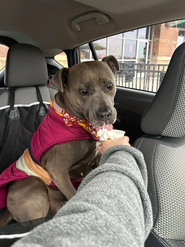 View Lizzy the Dog Photo #2