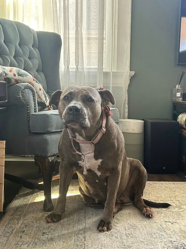 View Lizzy the Dog Photo #11