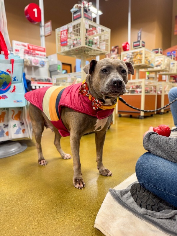 View Lizzy the Dog Photo #7