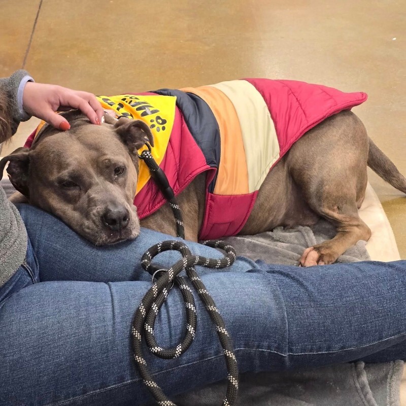 View Lizzy the Dog Photo #3