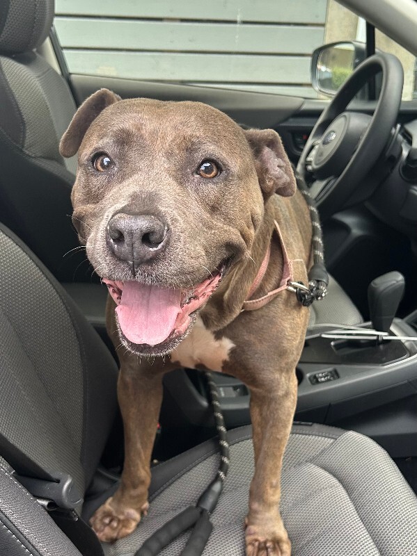 View Lizzy the Dog Photo #9