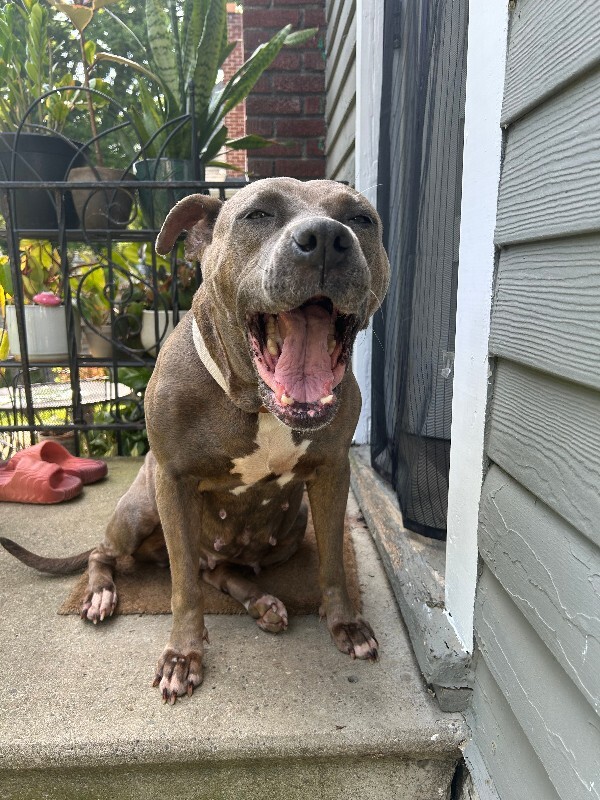 View Lizzy the Dog Photo #12