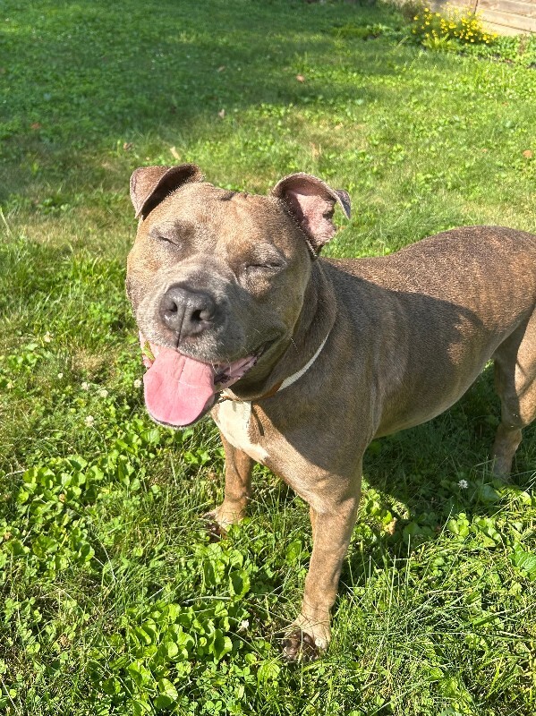 View Lizzy the Dog Photo #17