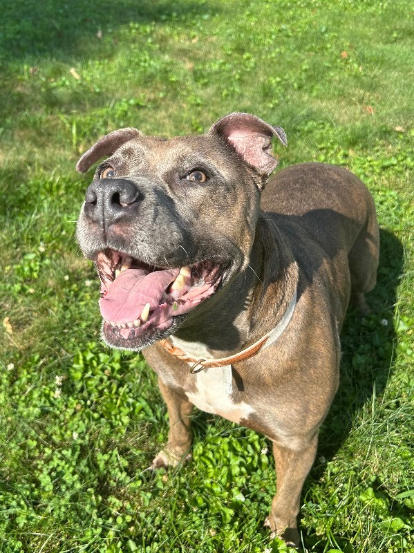 View Lizzy the Dog Photo #15