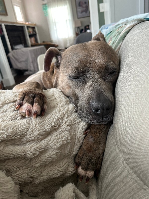 View Lizzy the Dog Photo #10