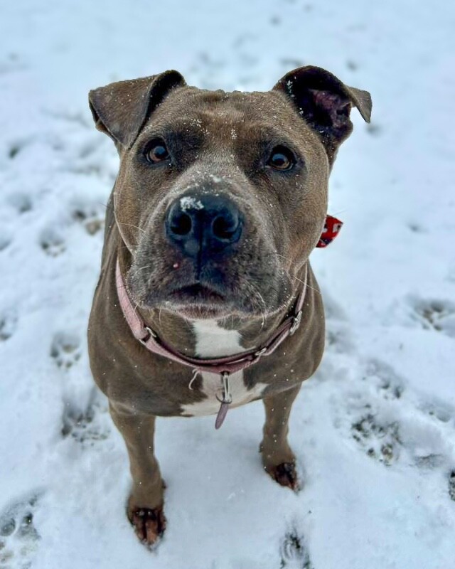 View Lizzy the Dog Photo #18