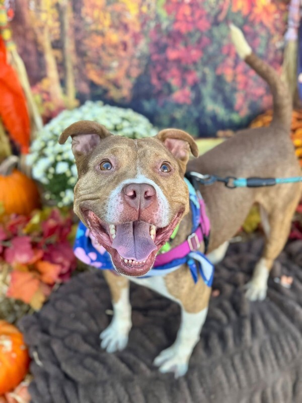 View Turner the Dog Photo #3