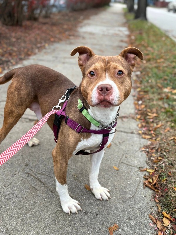 View Turner the Dog Photo #12