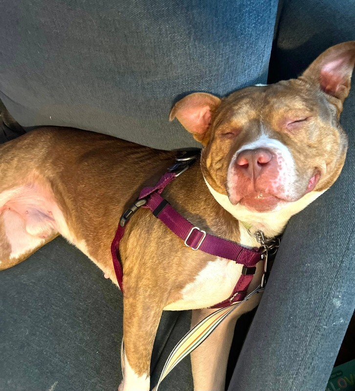 View Turner the Dog Photo #6