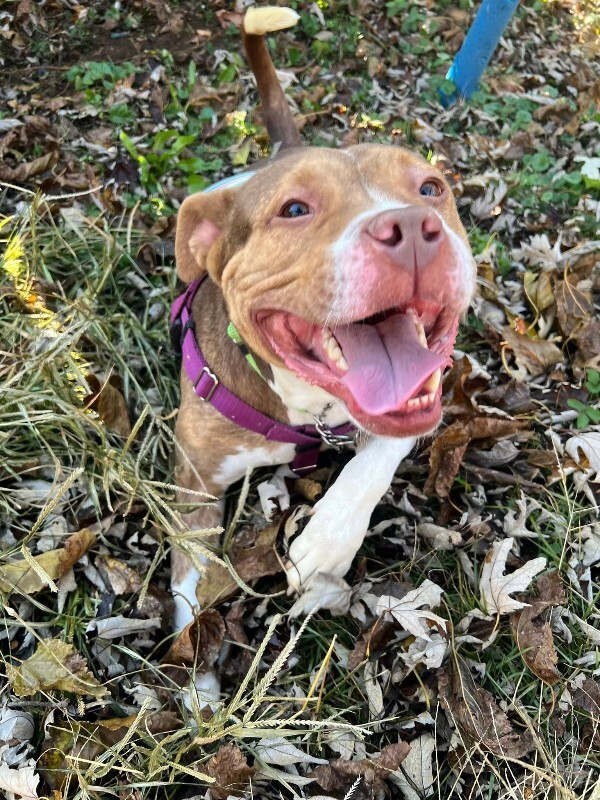 View Turner the Dog Photo #16