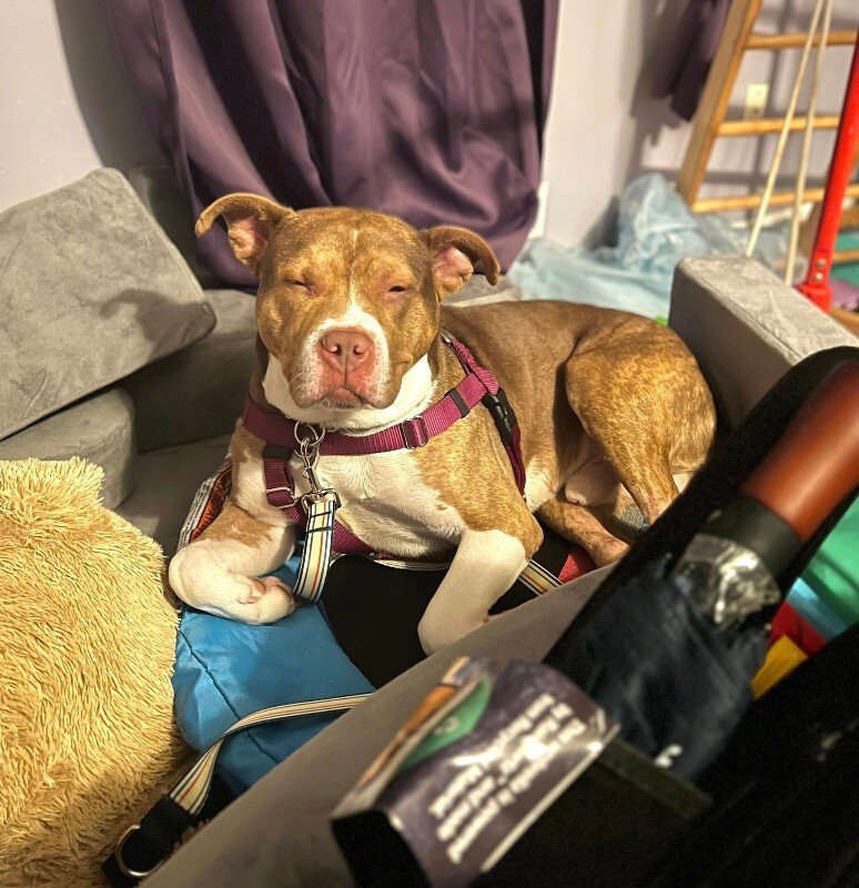 View Turner the Dog Photo #14