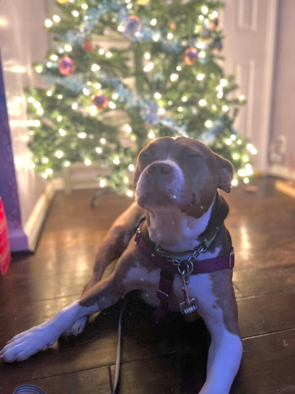 View Turner the Dog Photo #8