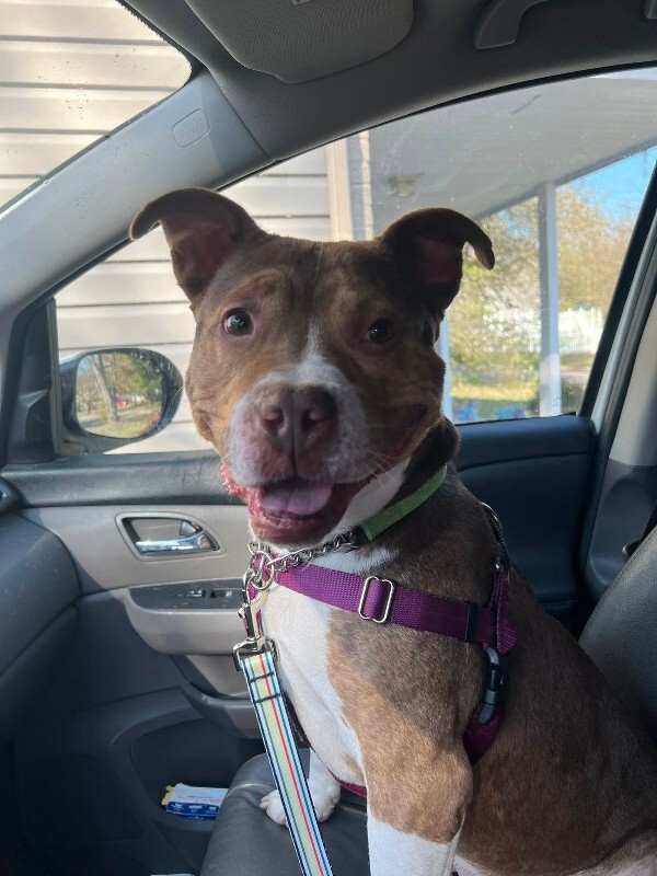 View Turner the Dog Photo #13