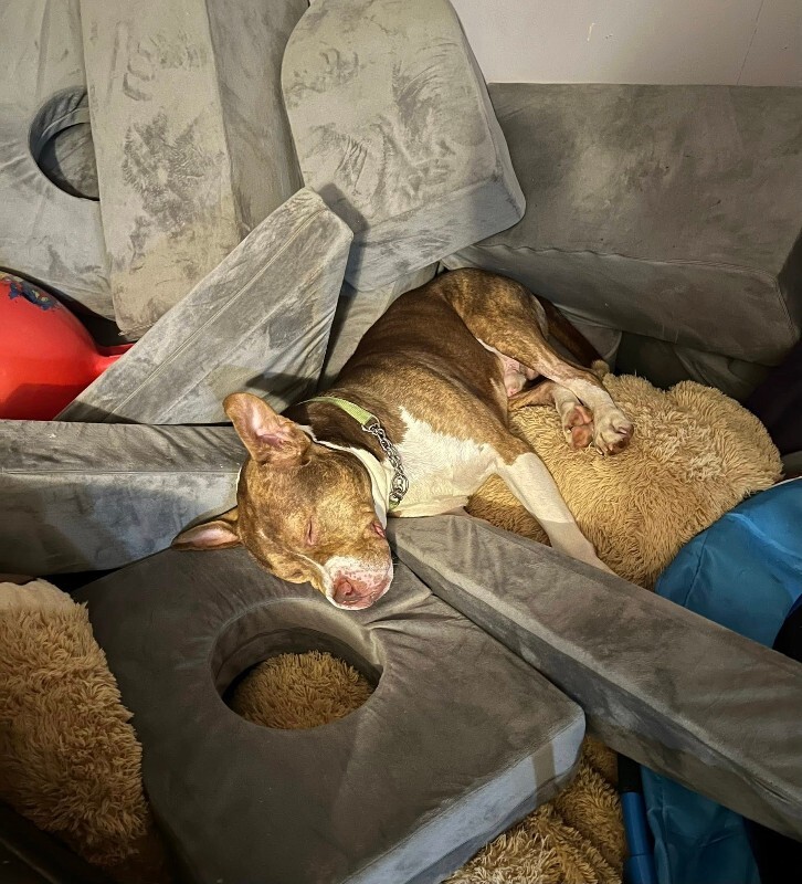 View Turner the Dog Photo #15