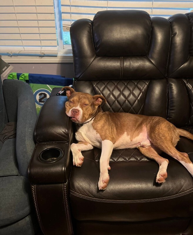 View Turner the Dog Photo #2