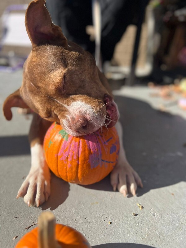 View Turner the Dog Photo #10