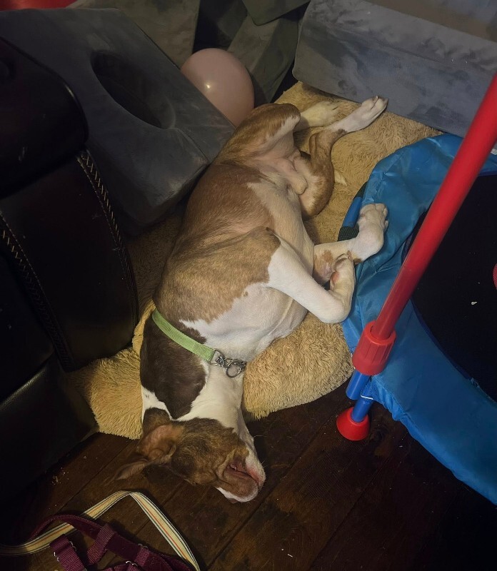 View Turner the Dog Photo #11