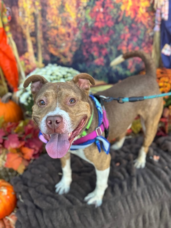 View Turner the Dog Photo #7