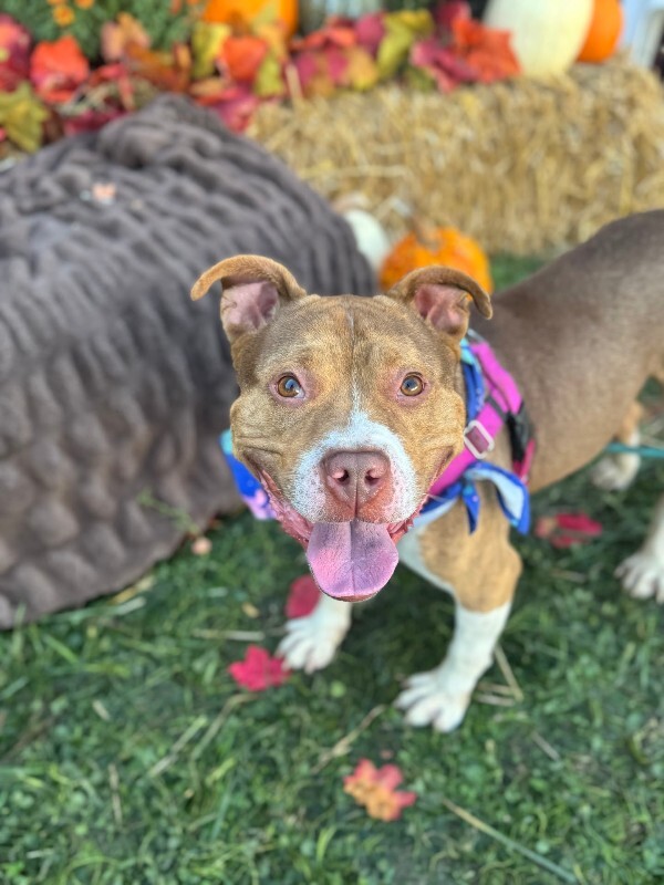 View Turner the Dog Photo #5