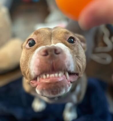 View Turner the Dog Photo #17