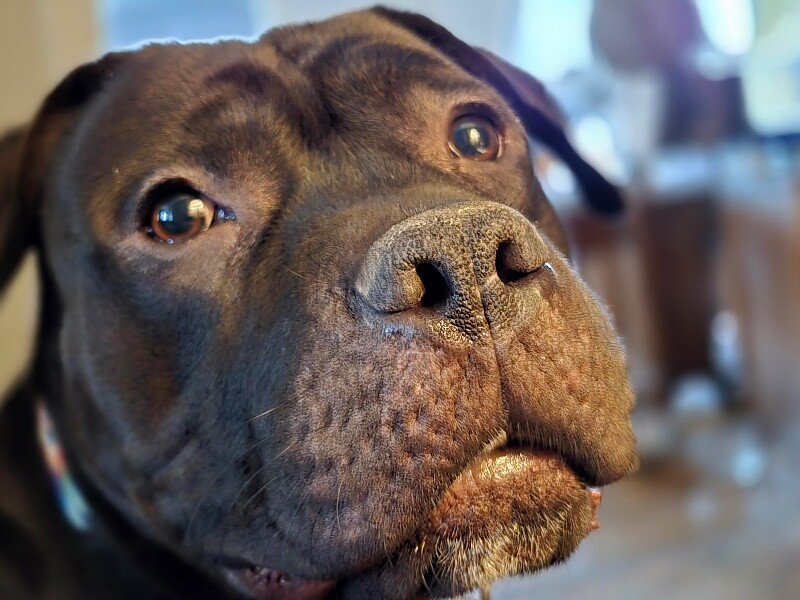 View Onyx the Dog Photo #3