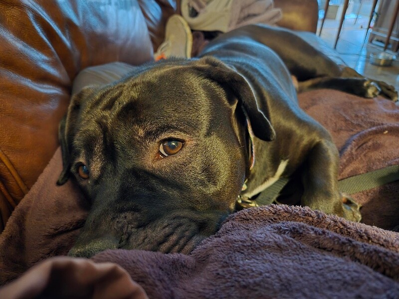 View Onyx the Dog Photo #5